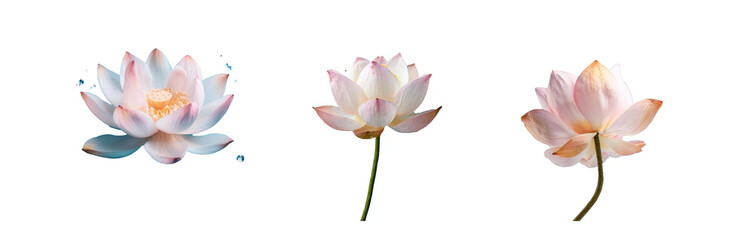 Fototapeta premium Three lotus flowers on a blue background.