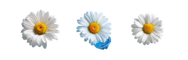 Three white daisies on a blue background, one with water droplets.