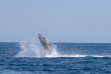 Madagascar humpback whale 