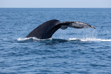Madagascar humpback whale 