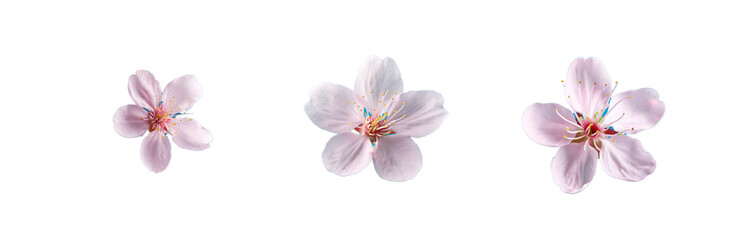 Three pink flowers with yellow centers are positioned against a blue background.