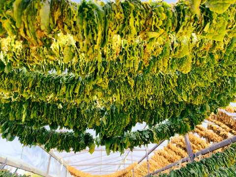 Rows of fresh green leaves are suspended from the ceiling in a greenhouse, allowing for efficient drying in the warm sunlight. This traditional practice highlights agriculture