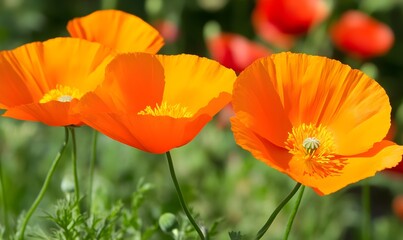 Fototapeta premium closeup of california poppies, Generative AI 