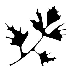 Cilantro Vector Design Icon Style