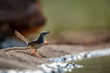Black chested Prinia standing along waterhole in Kruger National park, South Africa ; Specie Prinia flavicans family of Cisticolidae