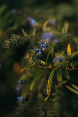 flowers on the bushes on an autumn evening