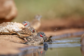 Cut throat finch bathing in waterhole in Kruger National park, South Africa ; Specie Amadina fasciata family of Estrildidae