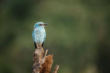 European Roller standing front view on a log isolated in blur background in Kruger National park,...
