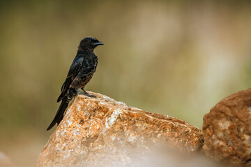 Fork tailed Drongo standing on a rock isolated in natural background in Kruger national park, South Africa; specie Dicrurus adsimilis family of Dicruridae
