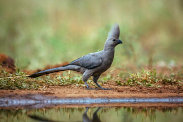Grey go away bird along waterhole surface level in Kruger National park, South Africa ; Specie Corythaixoides concolor family of Musophagidae
