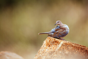 Laughing Dove groming standing on a rock  in Kruger National park, South Africa ; Specie...