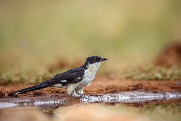 Pied Cuckoo ground level along waterhole  in Kruger National park, South Africa ; Specie Clamator jacobinus family of Cuculidae