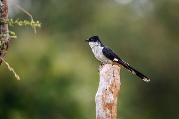 Pied Cuckoo standing on a log isolated in natural background in Kruger National park, South Africa ; Specie Clamator jacobinus family of Cuculidae