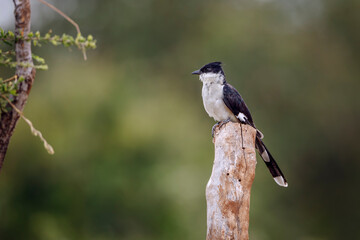 Pied Cuckoo standing on a log isolated in natural background in Kruger National park, South Africa ; Specie Clamator jacobinus family of Cuculidae