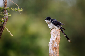 Pied Cuckoo standing on a log isolated in natural background in Kruger National park, South Africa...