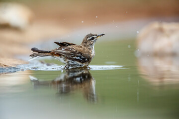 Obraz premium Red backed Scrub Robin bathing in waterhole with reflection in Kruger National park, South Africa; specie Cercotrichas leucophrys family of Musicapidae