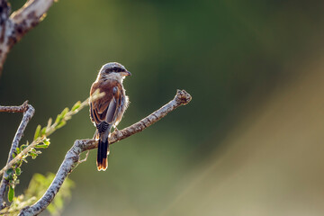 Red-backed Shrike standing on a branch in backlit in Kruger National park, South Africa ; Specie...
