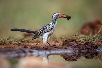 Southern Red billed Hornbill ground level collecting mud  in Kruger National park, South Africa ; Specie Tockus rufirostris family of Bucerotidae