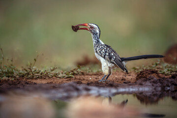 Southern Red billed Hornbill ground level collecting mud  in Kruger National park, South Africa ; Specie Tockus rufirostris family of Bucerotidae