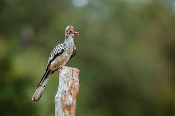 Southern Red billed Hornbill eating a bug isolated in natural background in Kruger National park, South Africa ; Specie Tockus rufirostris family of Bucerotidae
