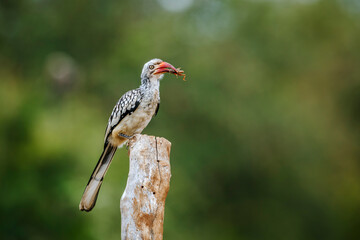 Southern Red billed Hornbill eating a bug isolated in natural background in Kruger National park, South Africa ; Specie Tockus rufirostris family of Bucerotidae