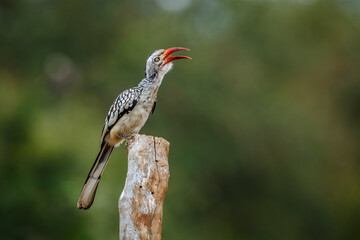 Southern Red billed Hornbill eating a bug isolated in natural background in Kruger National park, South Africa ; Specie Tockus rufirostris family of Bucerotidae