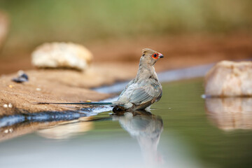Red faced Mousebird bathing in waterhole in Kruger National park, South Africa ; Specie Urocolius...