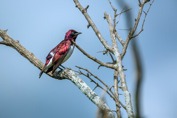 Violet backed starling male standing on branch isolated in blue sky in Kruger National park, South...