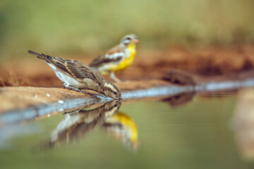 Yellow-throated Petronia drinking in waterhole with reflection in Kruger National park, South...