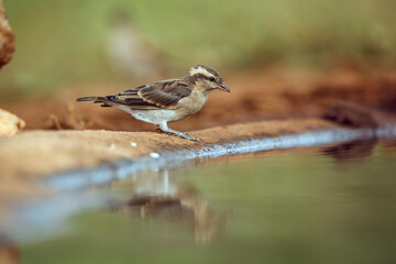 Yellow-throated Petronia standing along waterhole with reflection in Kruger National park, South Africa ; Specie Gymnoris superciliaris family of Passeridae