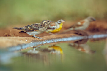 Yellow-throated Petronia standing along waterhole with reflection in Kruger National park, South Africa ; Specie Gymnoris superciliaris family of Passeridae