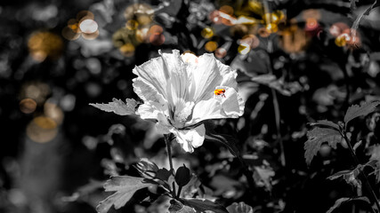 Hibiskus Biene Hibiscus bee © Peter PossArt