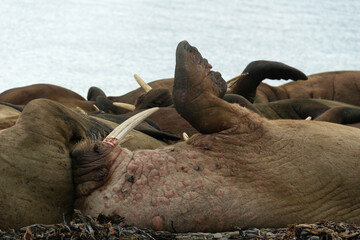 Morse, Odobenus rosmarus, Spitzberg, Svalbard, Norvège