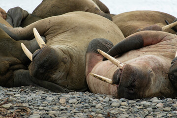 Morse, Odobenus rosmarus, Spitzberg, Svalbard, Norvège