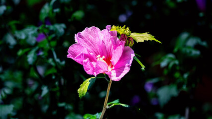Hibiskus Hibiscus © Peter PossArt