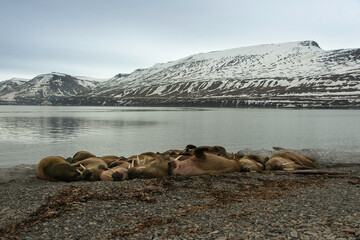 Morse, Odobenus rosmarus, Spitzberg, Svalbard, Norvège