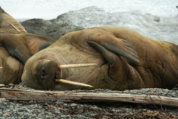 Morse, Odobenus rosmarus, Spitzberg, Svalbard, Norvège