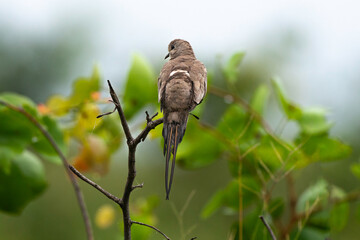 Tourterelle masquée,.Oena capensis, Namaqua Dove
