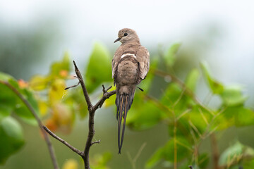 Naklejka premium Tourterelle masquée,.Oena capensis, Namaqua Dove
