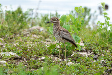 Oedicnème vermiculé,.Burhinus vermiculatus, Water Thick knee