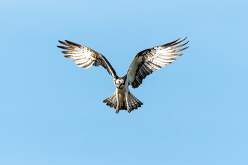 Fototapeta premium Balbuzard pêcheur, Pandion haliaetus, Western Osprey