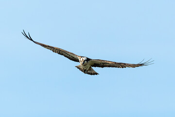 Balbuzard pêcheur, Pandion haliaetus, Western Osprey