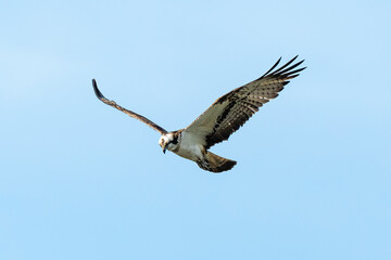 Obraz premium Balbuzard pêcheur, Pandion haliaetus, Western Osprey