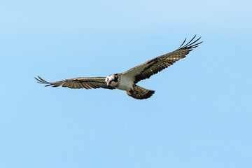 Balbuzard pêcheur, Pandion haliaetus, Western Osprey