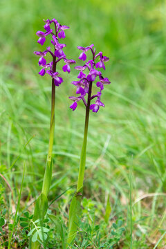 orchis bouffon, Orchis morio, Anacamptis morio