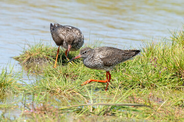 Chevalier gambette,.Tringa totanus, Common Redshank
