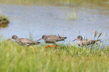Chevalier gambette,.Tringa totanus, Common Redshank