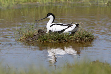 Avocette élégante, nid, Recurvirostra avosetta, Pied Avocet