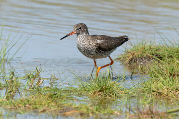 Chevalier gambette,.Tringa totanus, Common Redshank