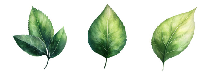 Obraz premium Set of green leaves on a transparent background.